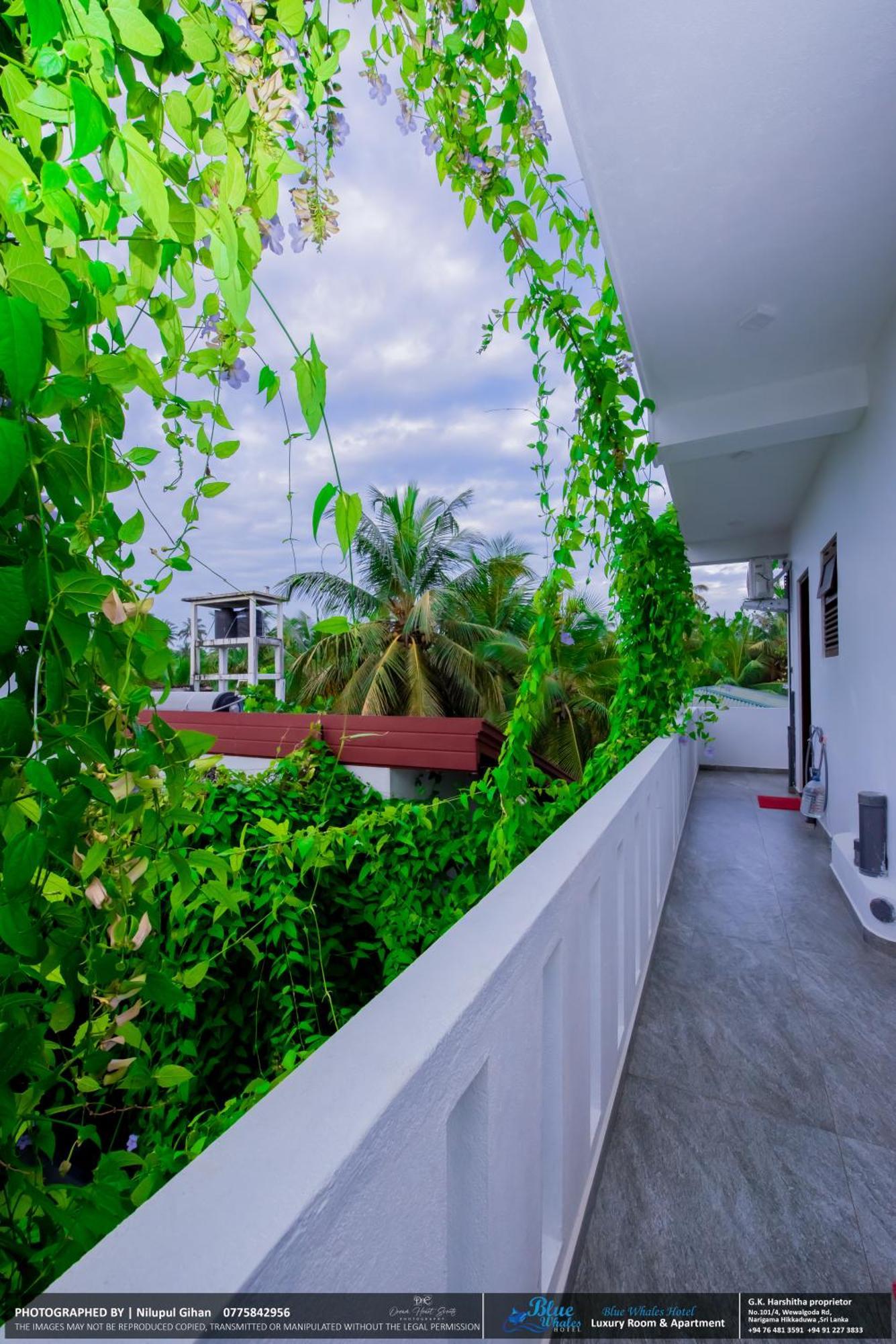 Blue Whales Hotel Hikkaduwa Exterior foto