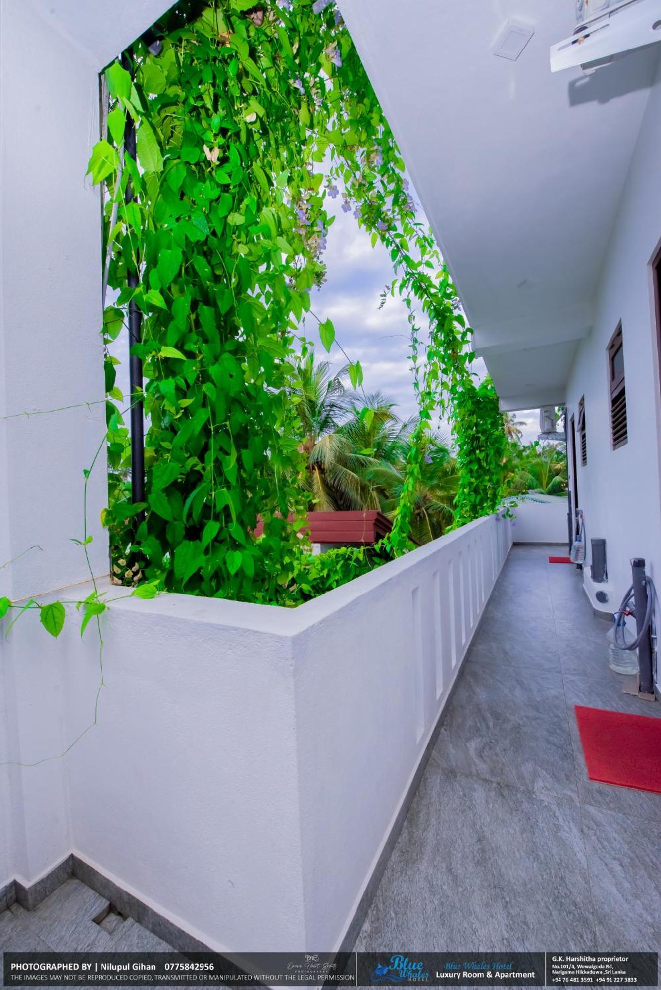 Blue Whales Hotel Hikkaduwa Exterior foto