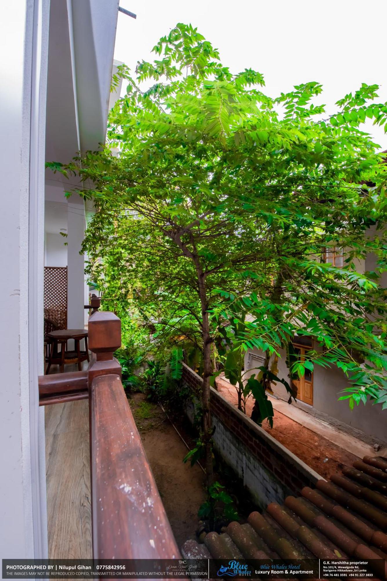 Blue Whales Hotel Hikkaduwa Exterior foto