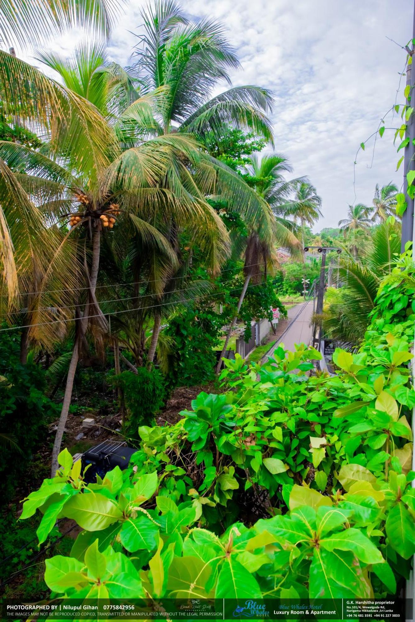 Blue Whales Hotel Hikkaduwa Exterior foto